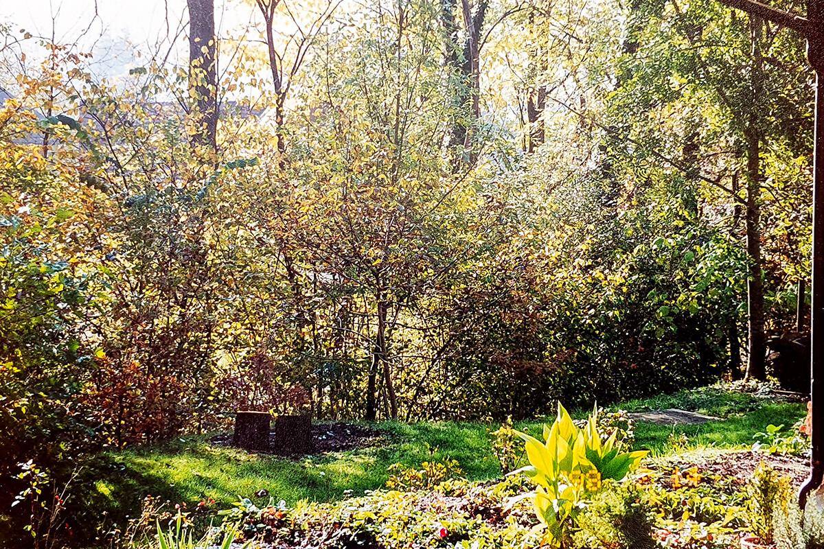 Üppiger Garten mit dichten Büschen und Bäumen, die eine natürliche Grenze bilden.