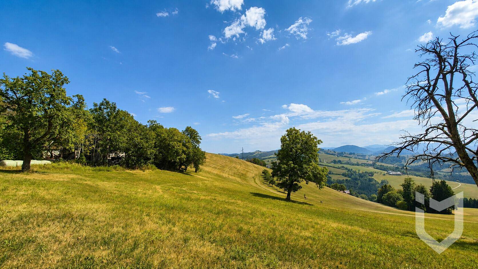 Weitläufige grüne Hügellandschaft mit vereinzelten Bäumen und einem malerischen Bergblick unter blauem Himmel.