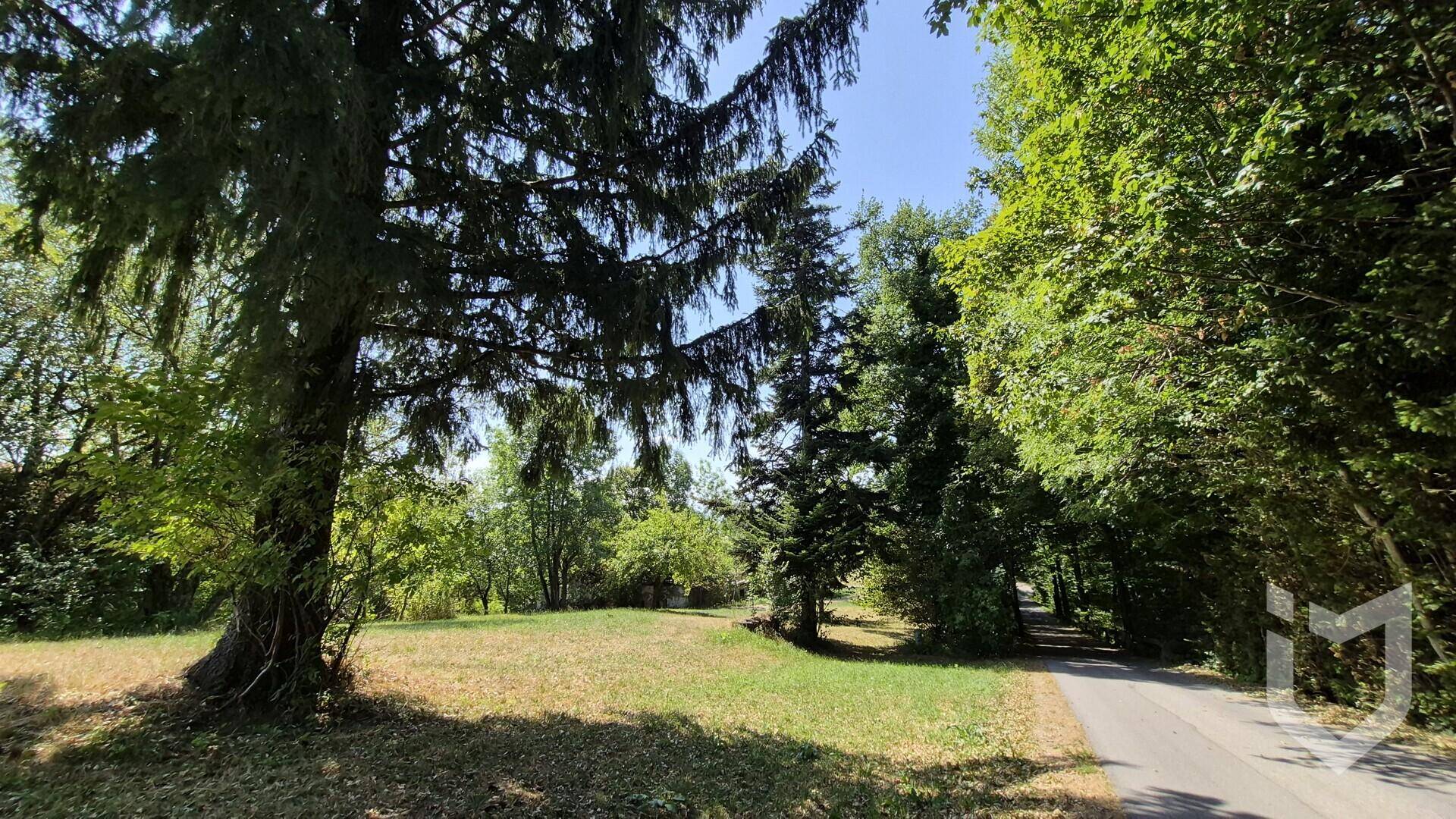 Ein schmaler Weg führt durch ein bewaldetes Gebiet mit hohen Bäumen und einer sonnigen Lichtung.