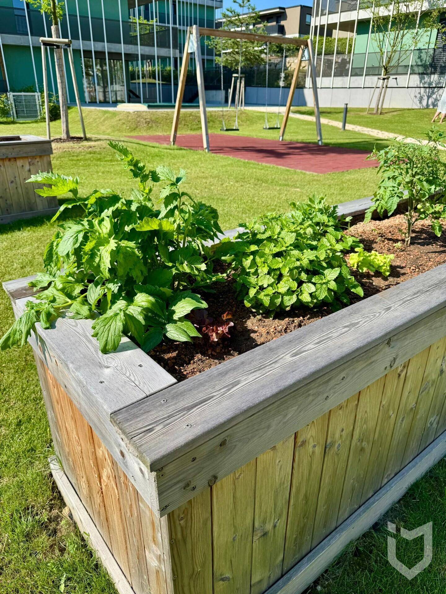 Hochbeete mit frischen Pflanzen in einem gepflegten Gartenbereich mit Rasen und Spielplatz im Hintergrund.
