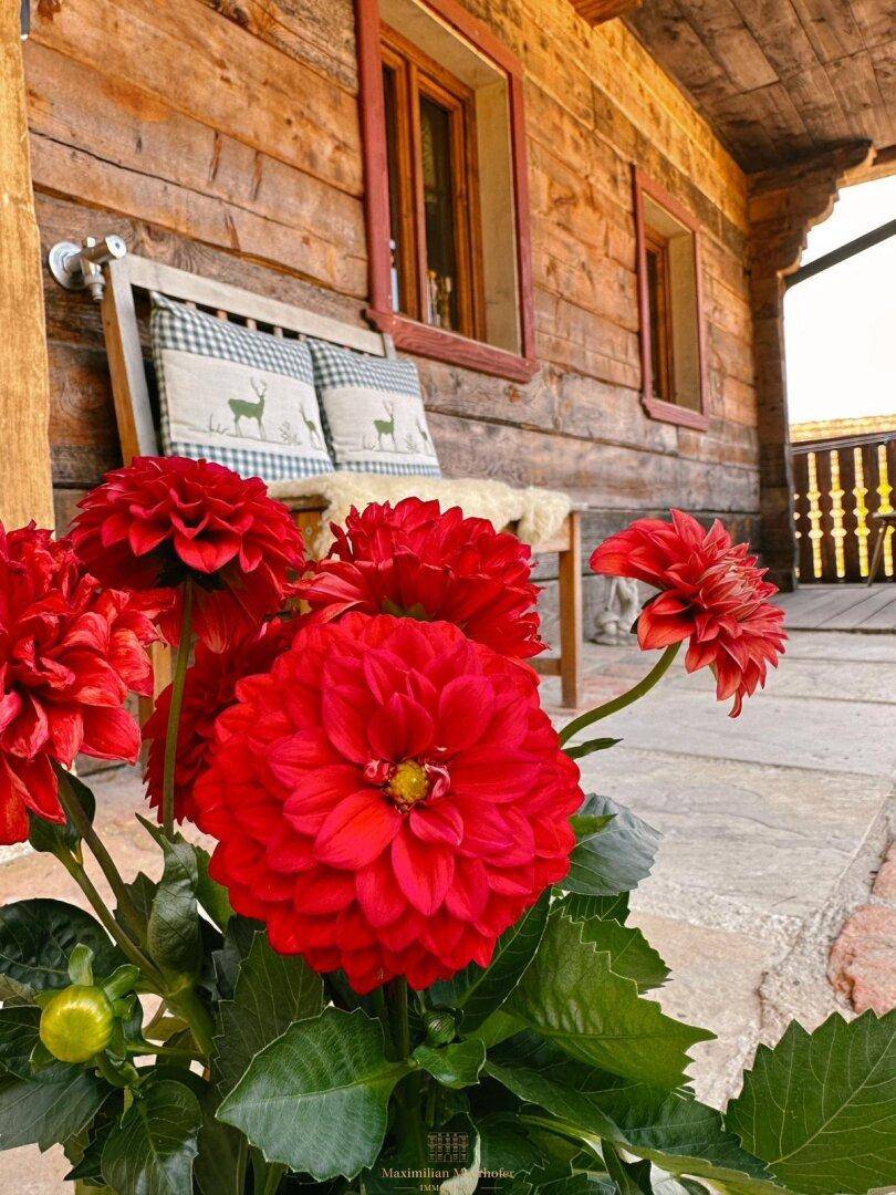 Rote Blumen auf einem überdachten Balkon mit rustikalen Holzelementen.