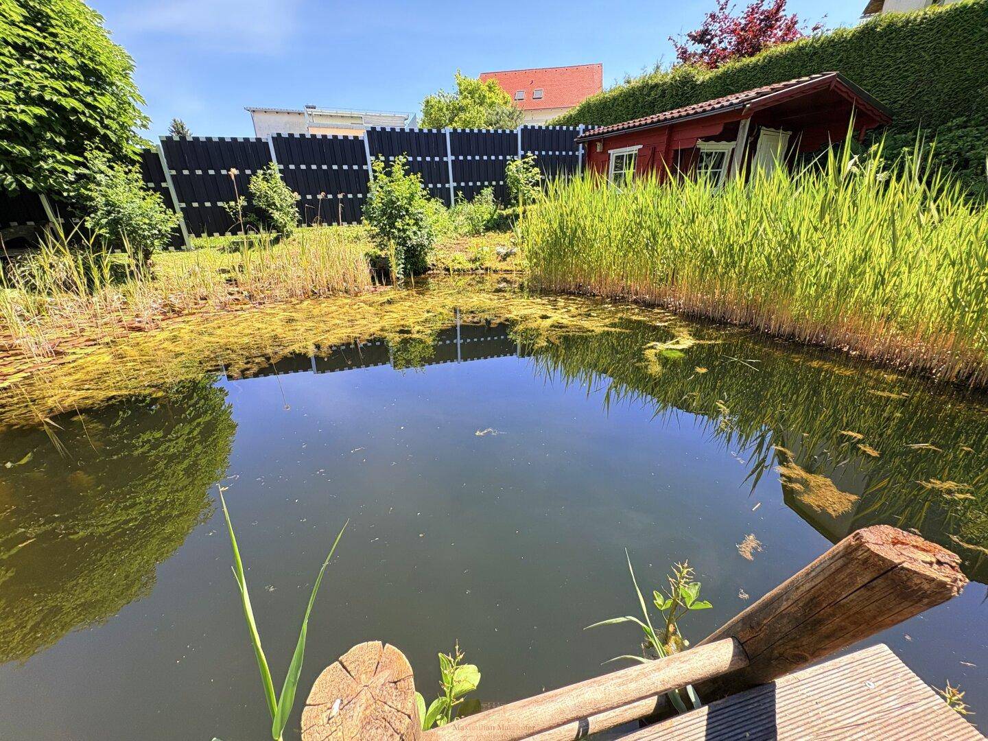 Ruhiger Gartenteich mit spiegelnder Wasseroberfläche, umgeben von Schilf und einem Gartenhaus.