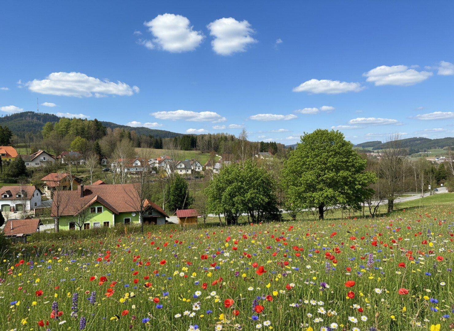 Idyllische Frühlingslandschaft mit bunten Blumenwiesen, Bäumen und Häusern unter blauem Himmel.