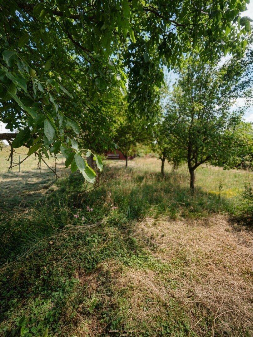 Naturbelassener Gartenbereich mit hohen Gräsern und schattenspendenden Bäumen an einem sonnigen Tag.
