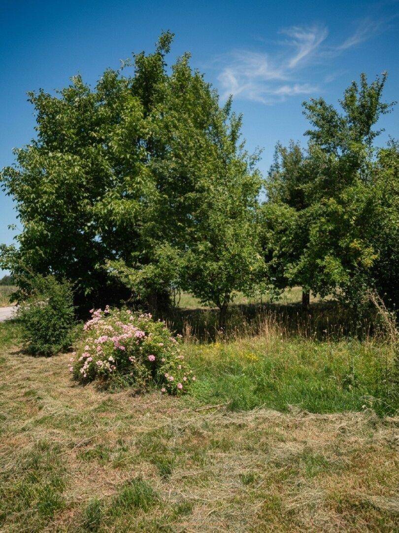 Sonniges Gartengrundstück mit verschiedenen Bäumen und blühenden Sträuchern unter klarem Himmel.