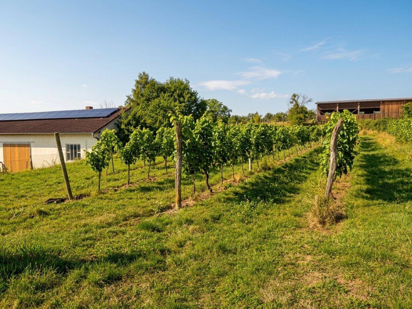 Weinberge mit einem Gebäude im Hintergrund, das Solarpaneele auf dem Dach und grüne Natur zeigt.