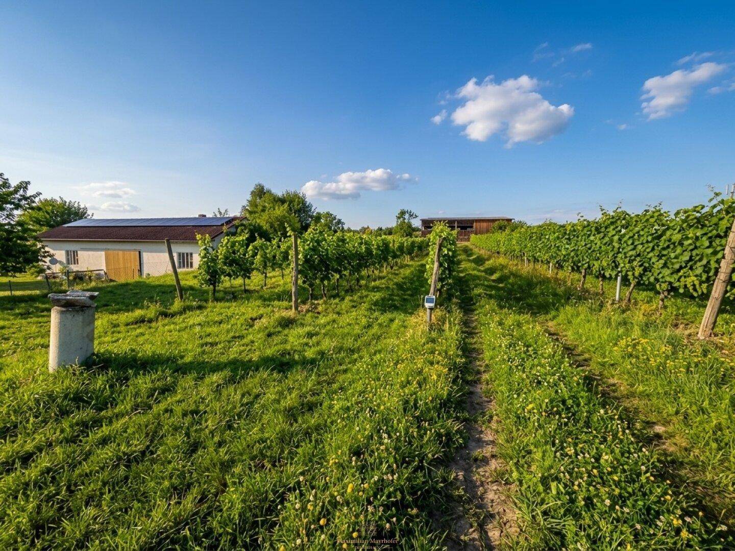Weitläufige Weinberge mit einem Gebäude im Hintergrund, das Solarpaneele auf dem Dach trägt.
