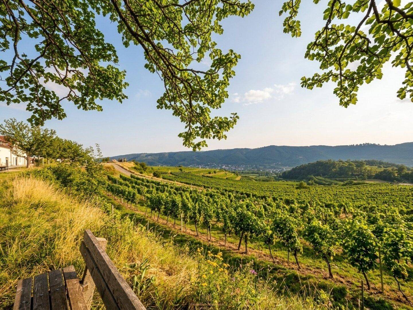 Malerische Weinberge mit einer Holzbank im Vordergrund und weitem Blick über die Landschaft.