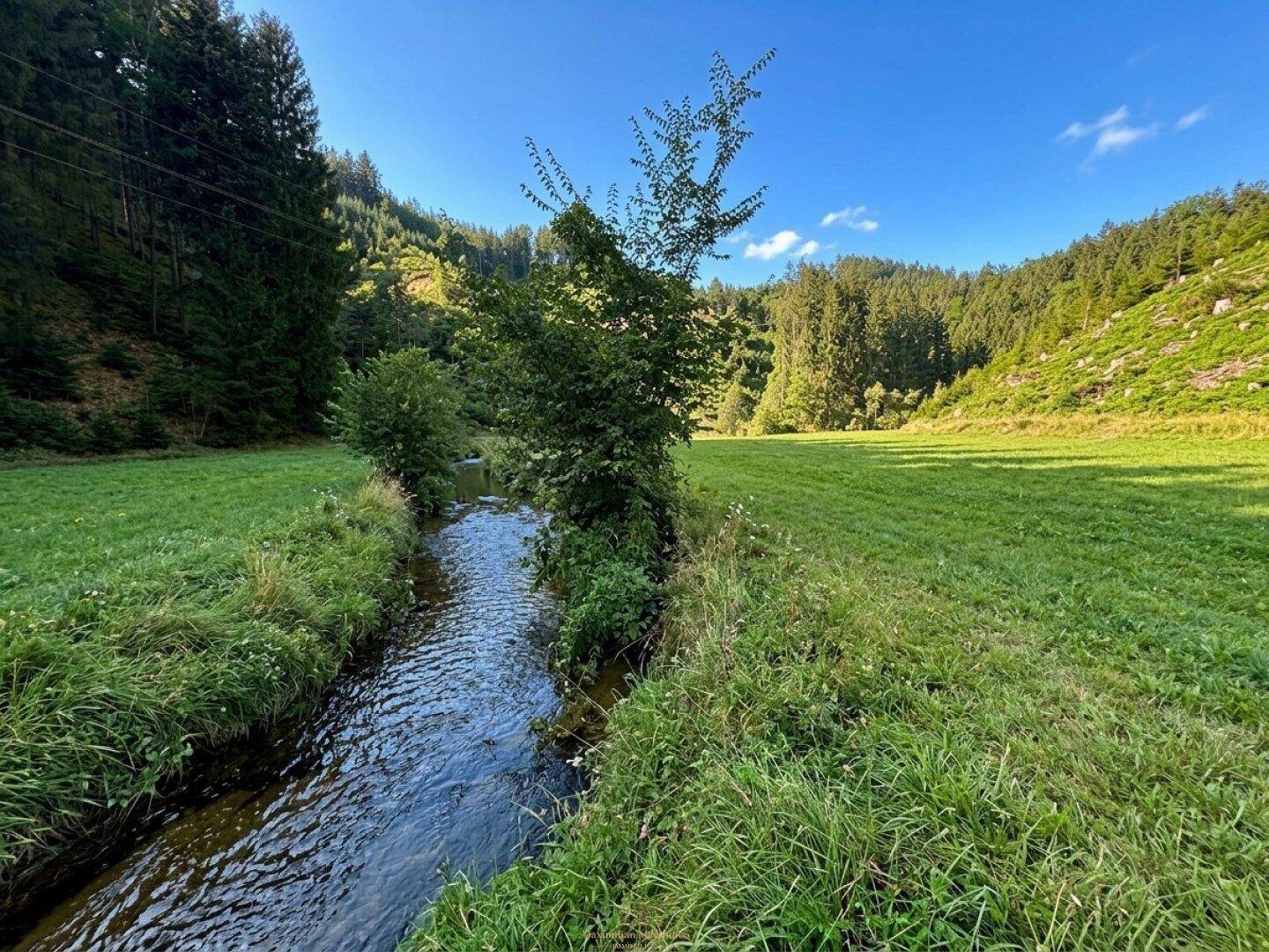 Kleiner Bach fließt durch eine grüne Wiese, umgeben von Bäumen und Natur.