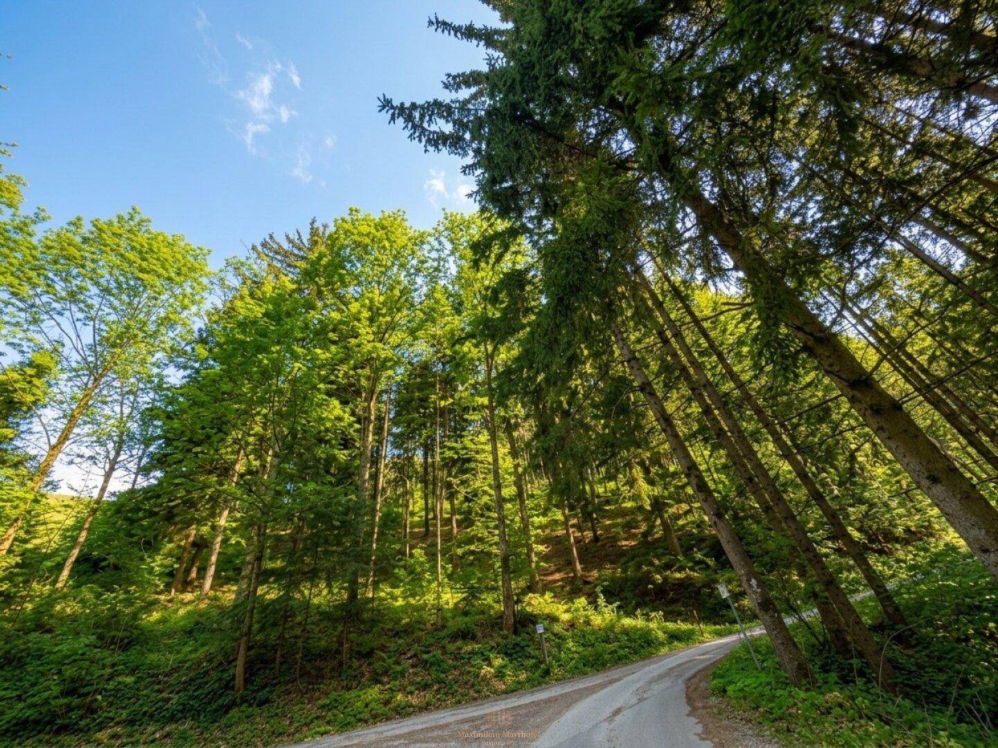 Hohe Bäume säumen eine kurvige Straße, die durch einen dichten Wald führt.