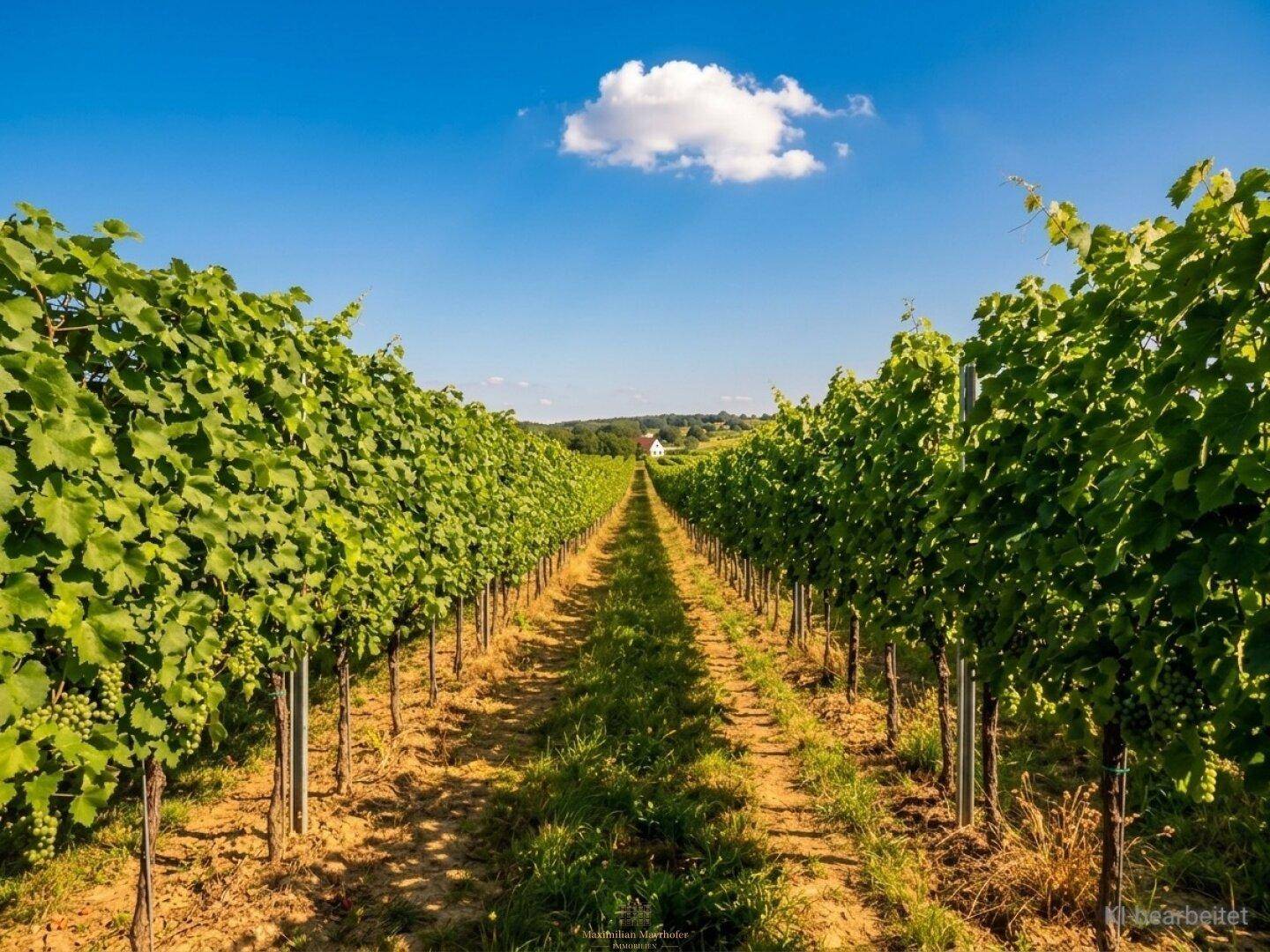 Endlose Reihen von Weinreben unter strahlend blauem Himmel mit einem Haus in der Ferne.