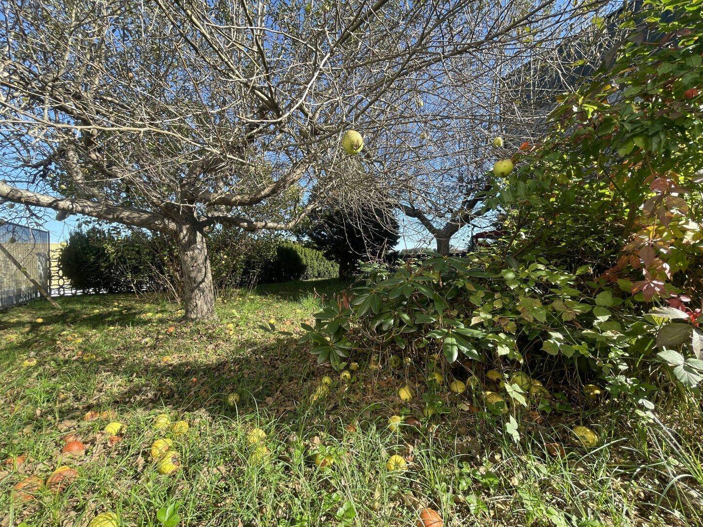 Gartenbereich mit Obstbäumen und herabgefallenen Äpfeln auf dem Rasen.