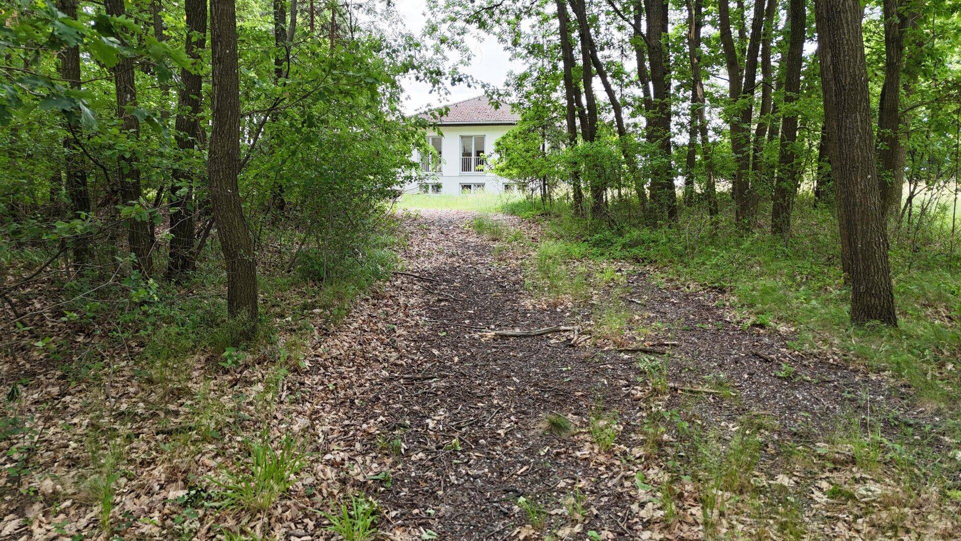 Waldweg mit Blick auf das Haus in der Ferne, umgeben von üppigem Grün und Bäumen.