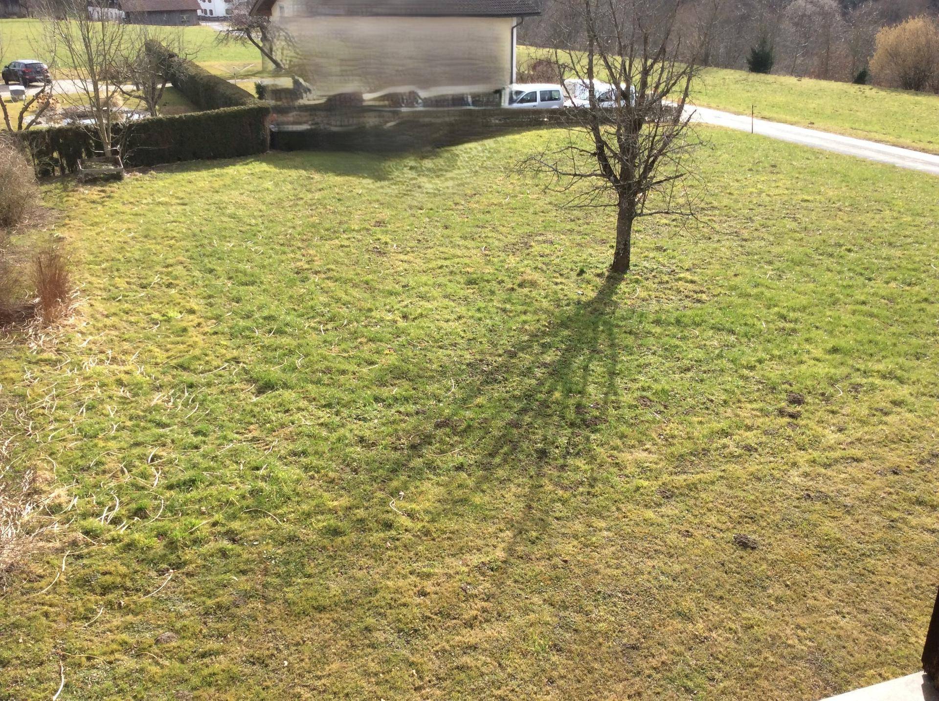 Weitläufige Rasenfläche mit einem einzelnen Baum und einem unscharfen Haus im Hintergrund unter blauem Himmel.