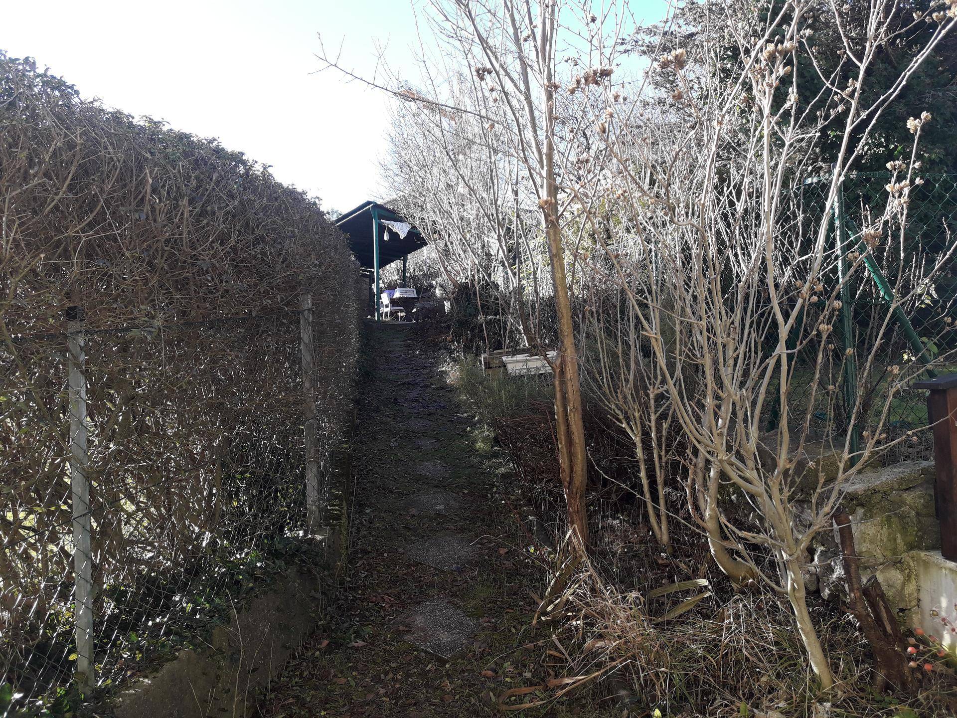 Gartenweg mit Hecke und Blick auf einen entfernten Carport unter kahlen Bäumen.