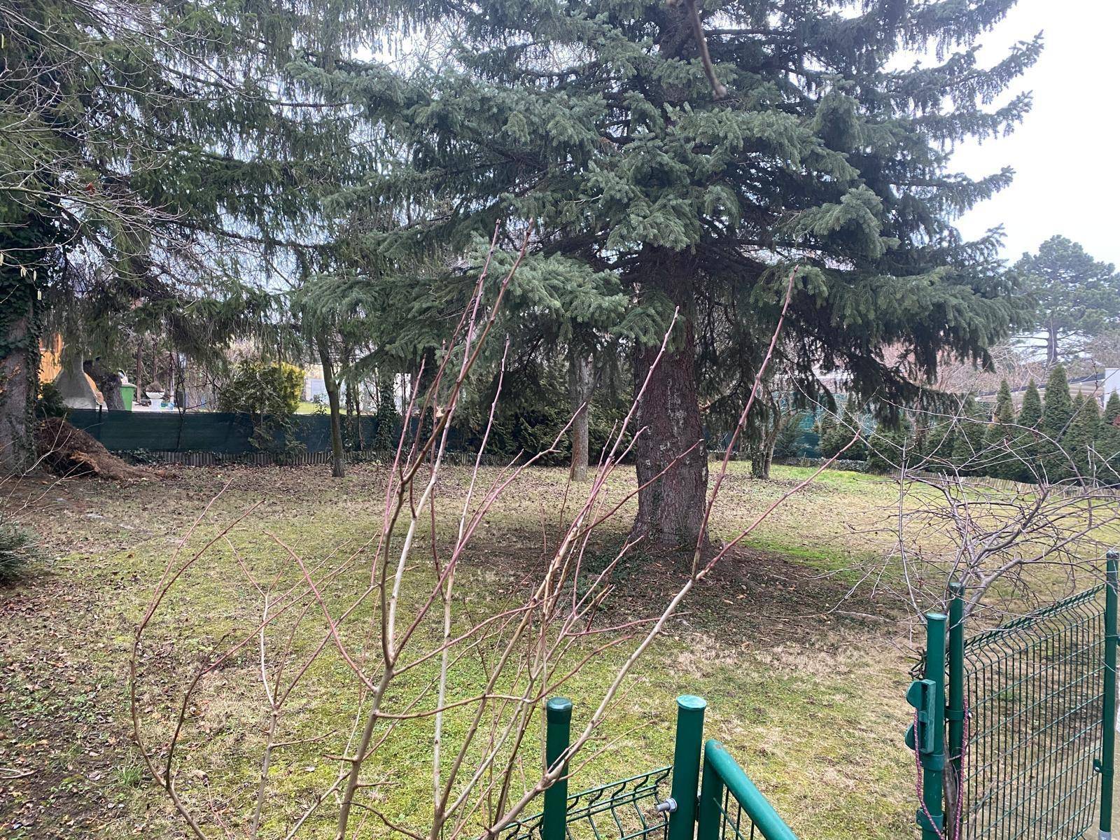 Großer Gartenbereich mit Rasen, hohen Nadelbäumen und einem Zaun.