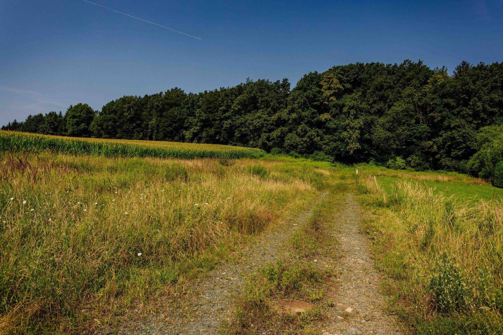 Feldweg führt durch eine Wiese, begrenzt von einem dichten Waldrand unter blauem Himmel.