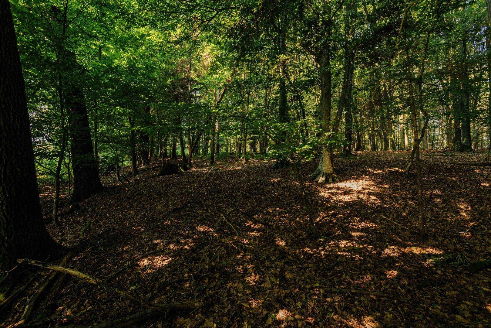 Sonnenlicht fällt durch das Blätterdach auf den mit Laub bedeckten Waldboden, schafft ein ruhiges Ambiente.