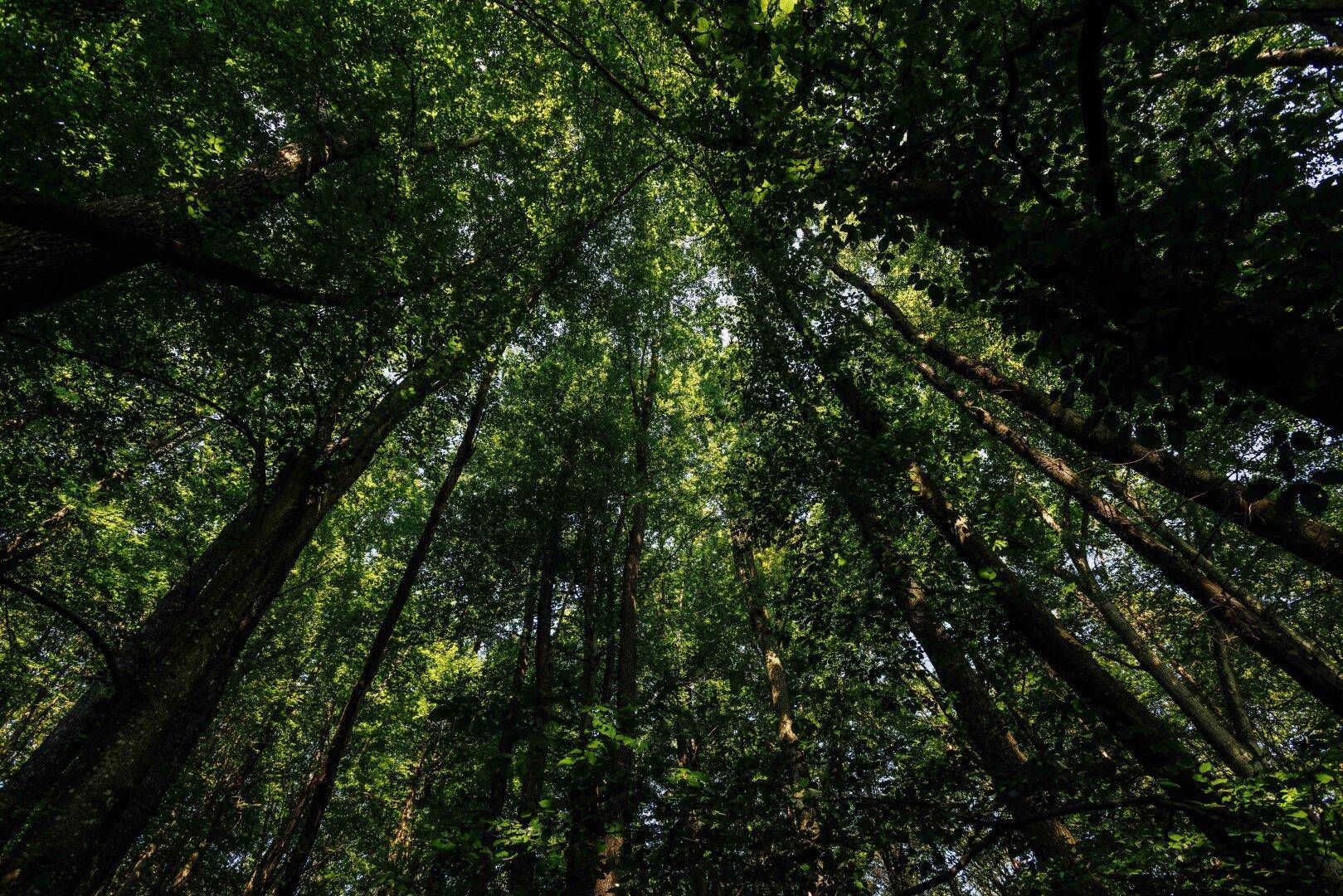 Blick nach oben in das dichte, grüne Blätterdach hoher Bäume in einem Wald.