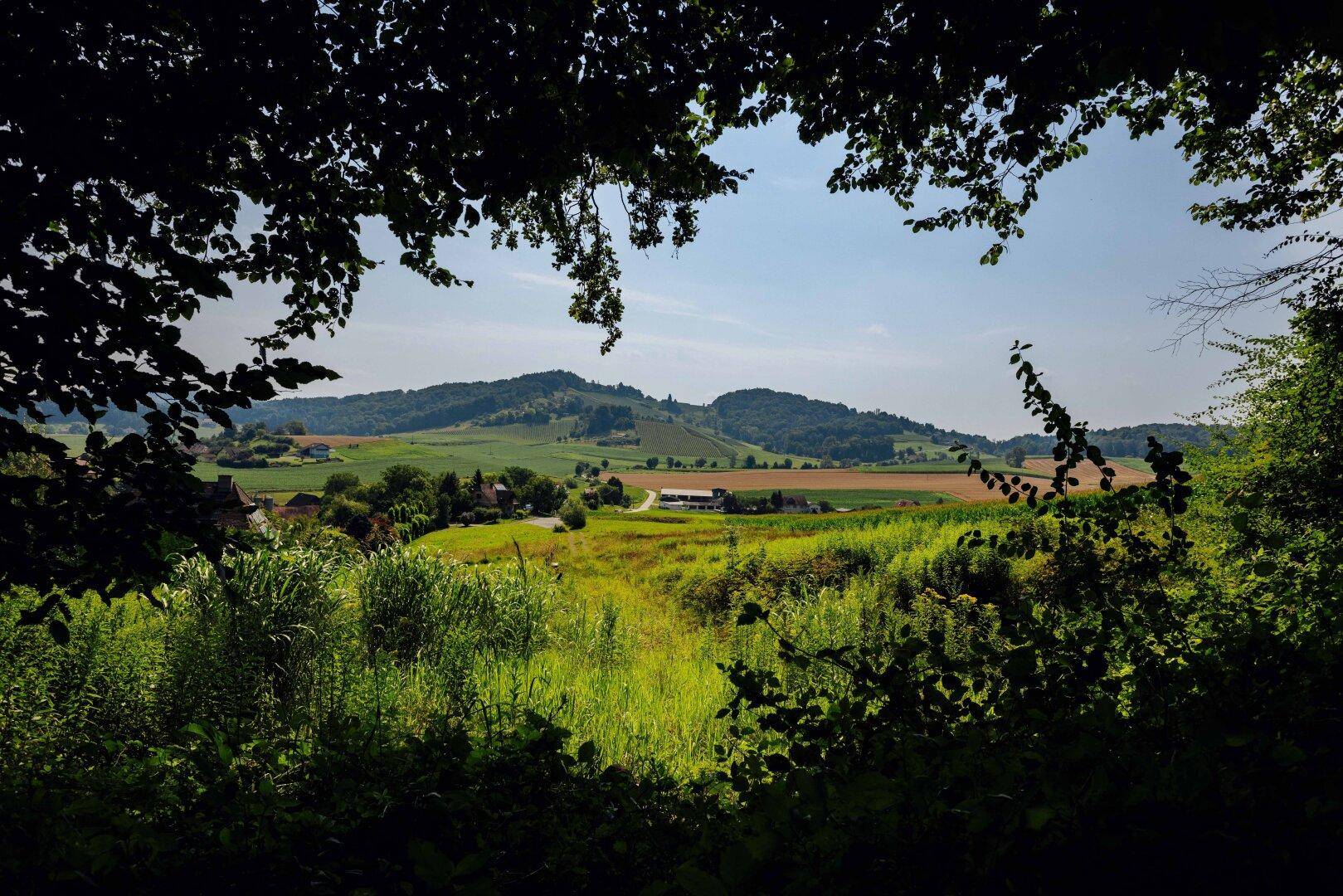 Ländliche Landschaft mit grünen Hügeln und Feldern, umrahmt von dunklen Baumzweigen im Vordergrund.