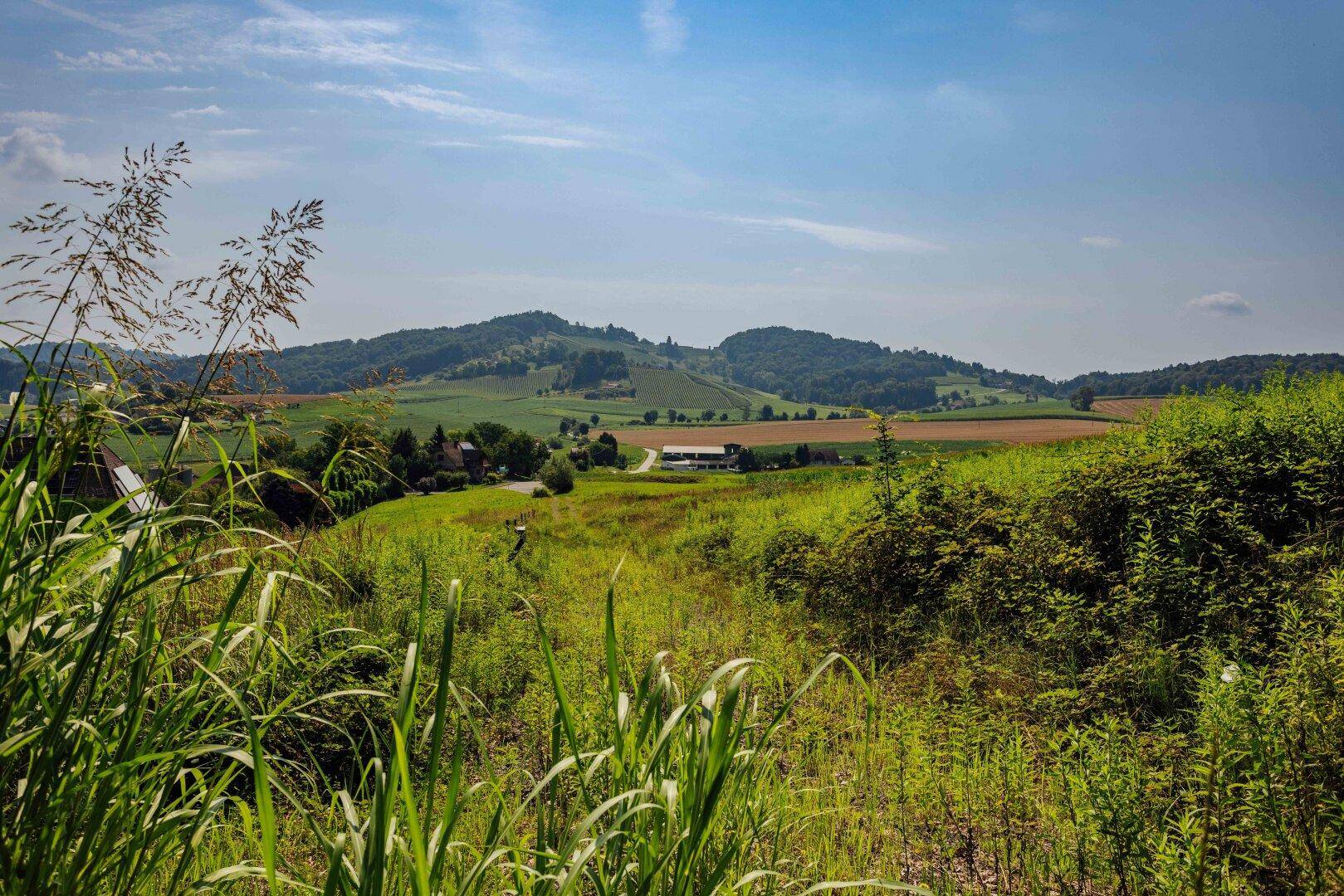 Ländliche Szenerie mit hohen Gräsern im Vordergrund, grünen Hügeln und Feldern in der Ferne.