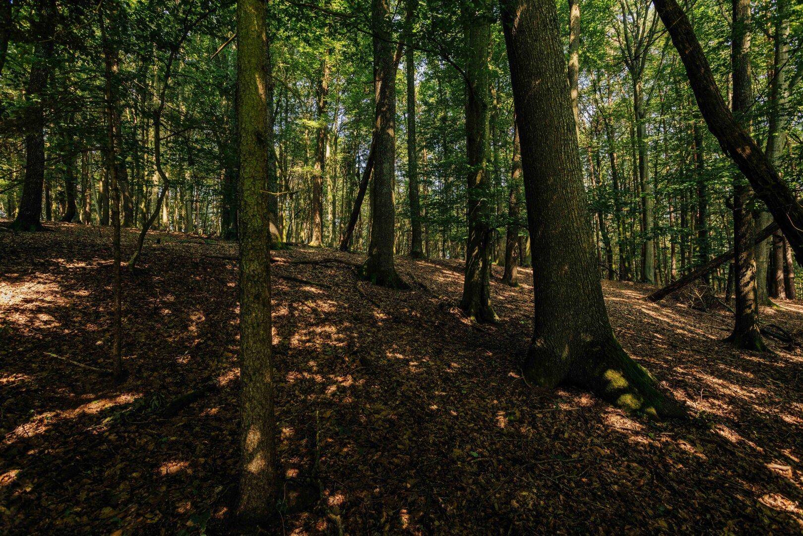 Sonnenstrahlen durchdringen das Blätterdach und beleuchten den mit Laub bedeckten Waldboden.