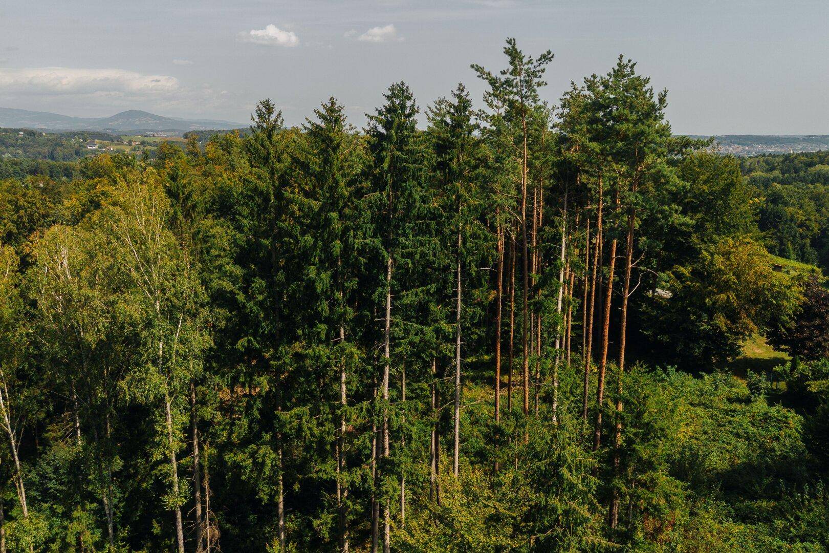 Hohe Nadelbäume und Laubbäume mit Blick auf eine hügelige Landschaft im Hintergrund.