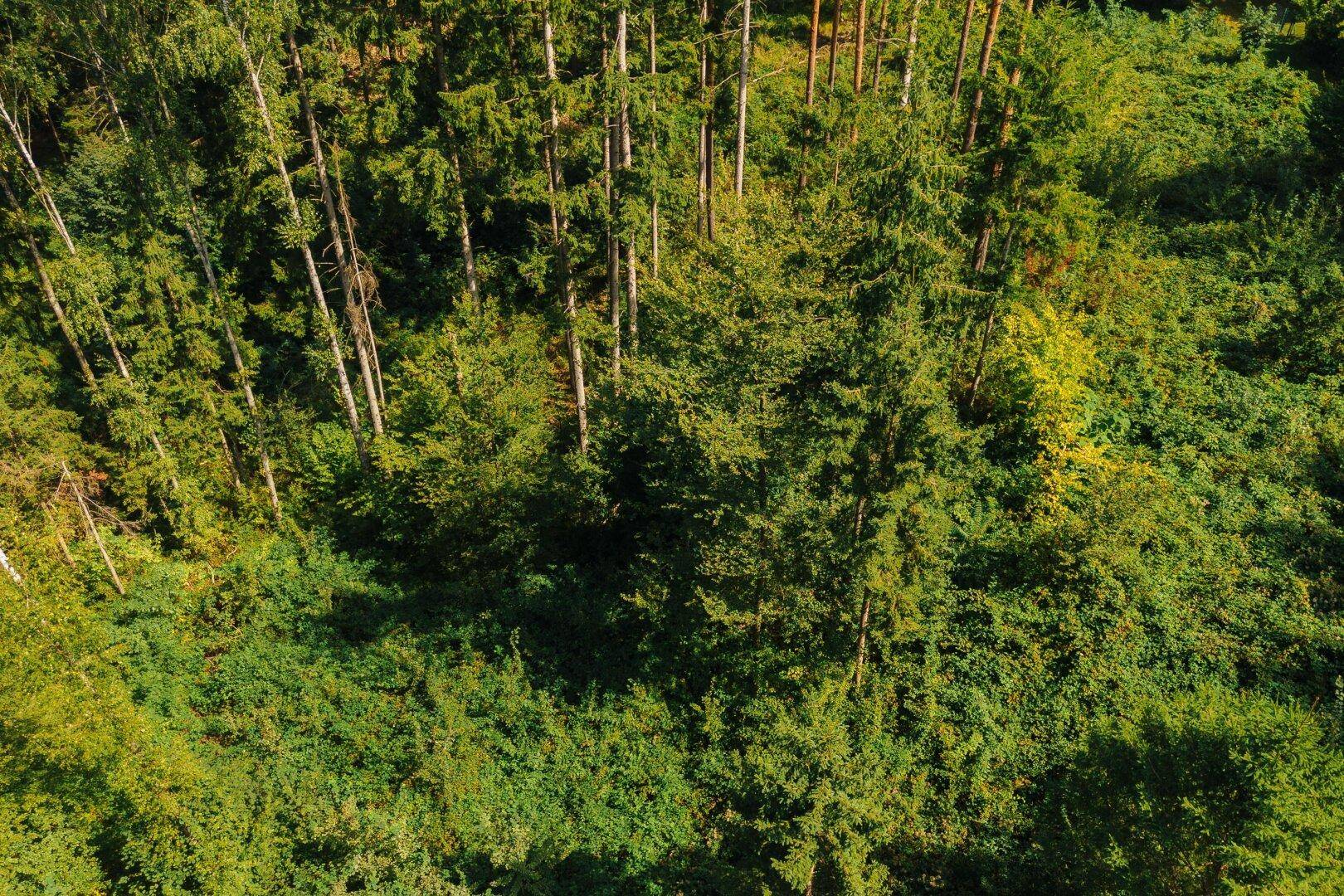 Dichte Waldlandschaft aus der Vogelperspektive mit üppigem Unterholz und hohen Bäumen.