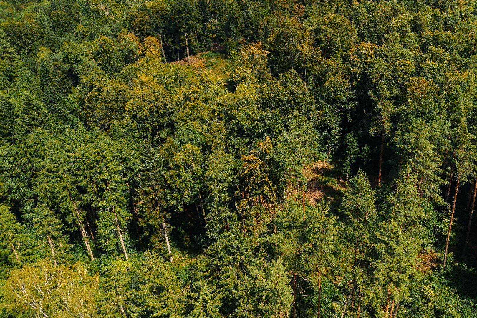 Blick von oben auf einen Mischwald mit Nadel- und Laubbäumen in sattem Grün.