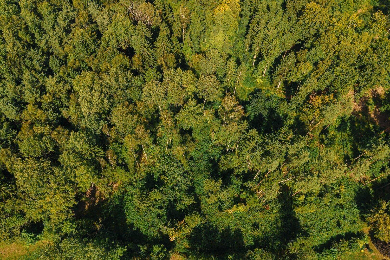 Weitläufiger Wald aus der Luft mit einer Mischung aus verschiedenen Baumkronen und Grünflächen.