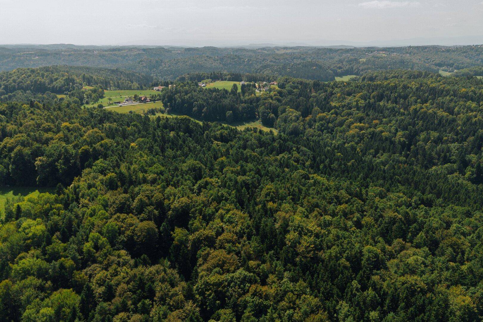 Panoramablick über eine grüne Hügellandschaft mit dichten Wäldern und weitläufigen Feldern.