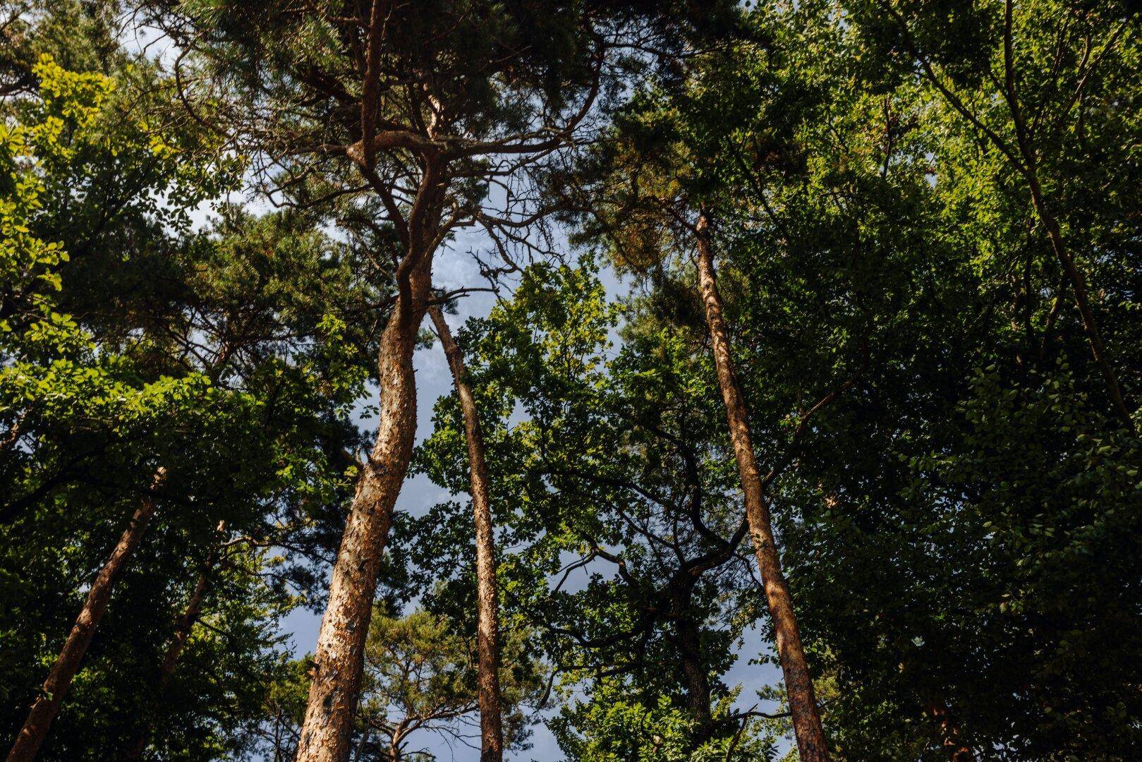 Blick nach oben in die Baumkronen hoher Nadel- und Laubbäume unter blauem Himmel.