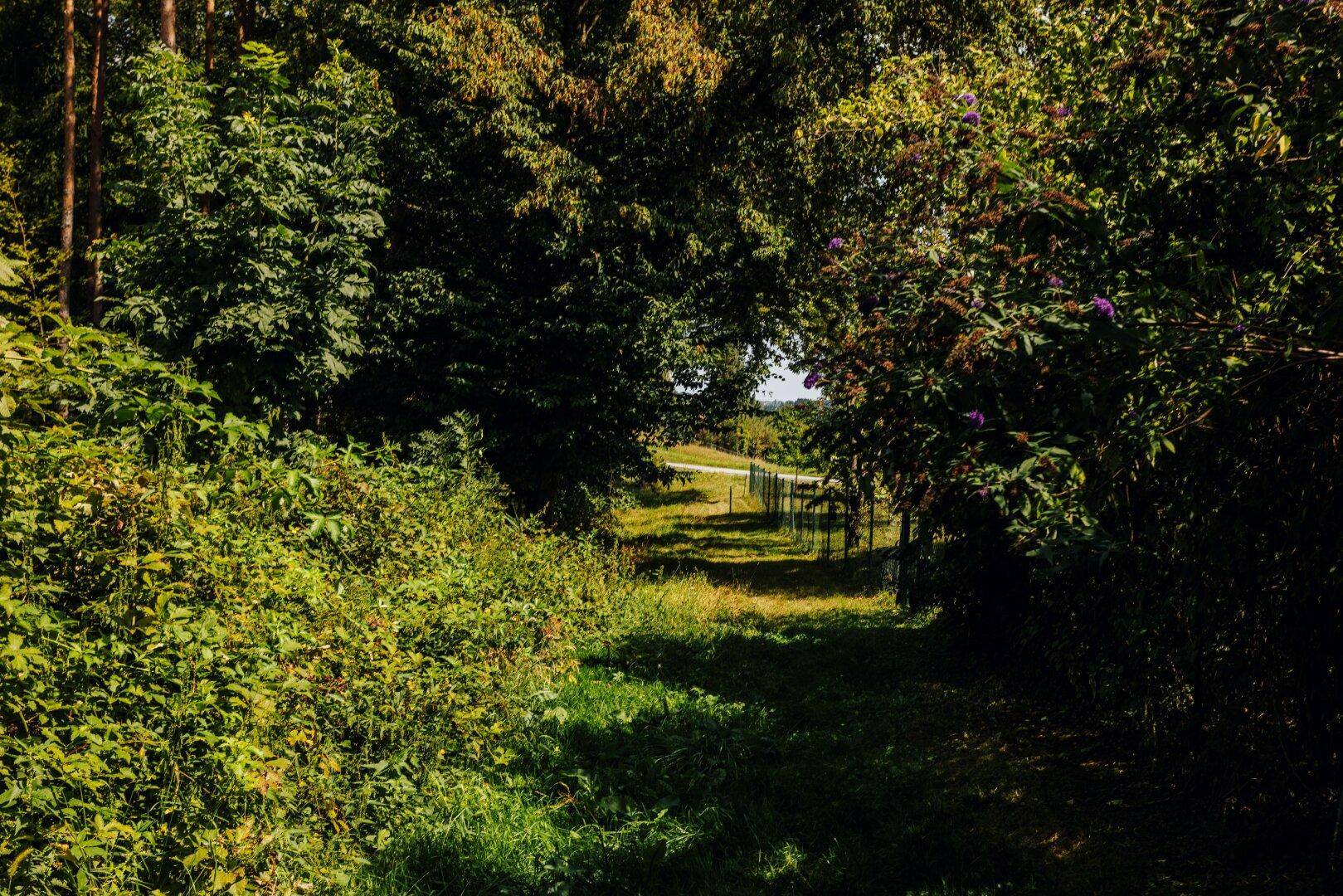 Schmaler Pfad durch dichtes Grün und Büsche, der zu einem offenen Bereich führt.