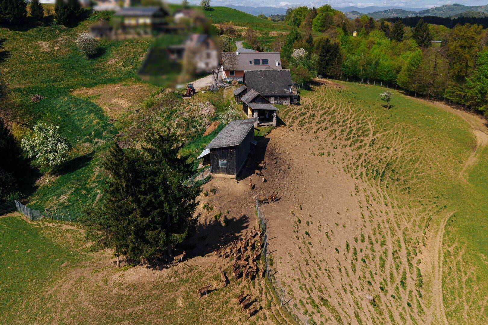 Luftaufnahme eines Anwesens mit Gebäuden, einem großen Baum und einer Herde Rehe auf einer Wiese.