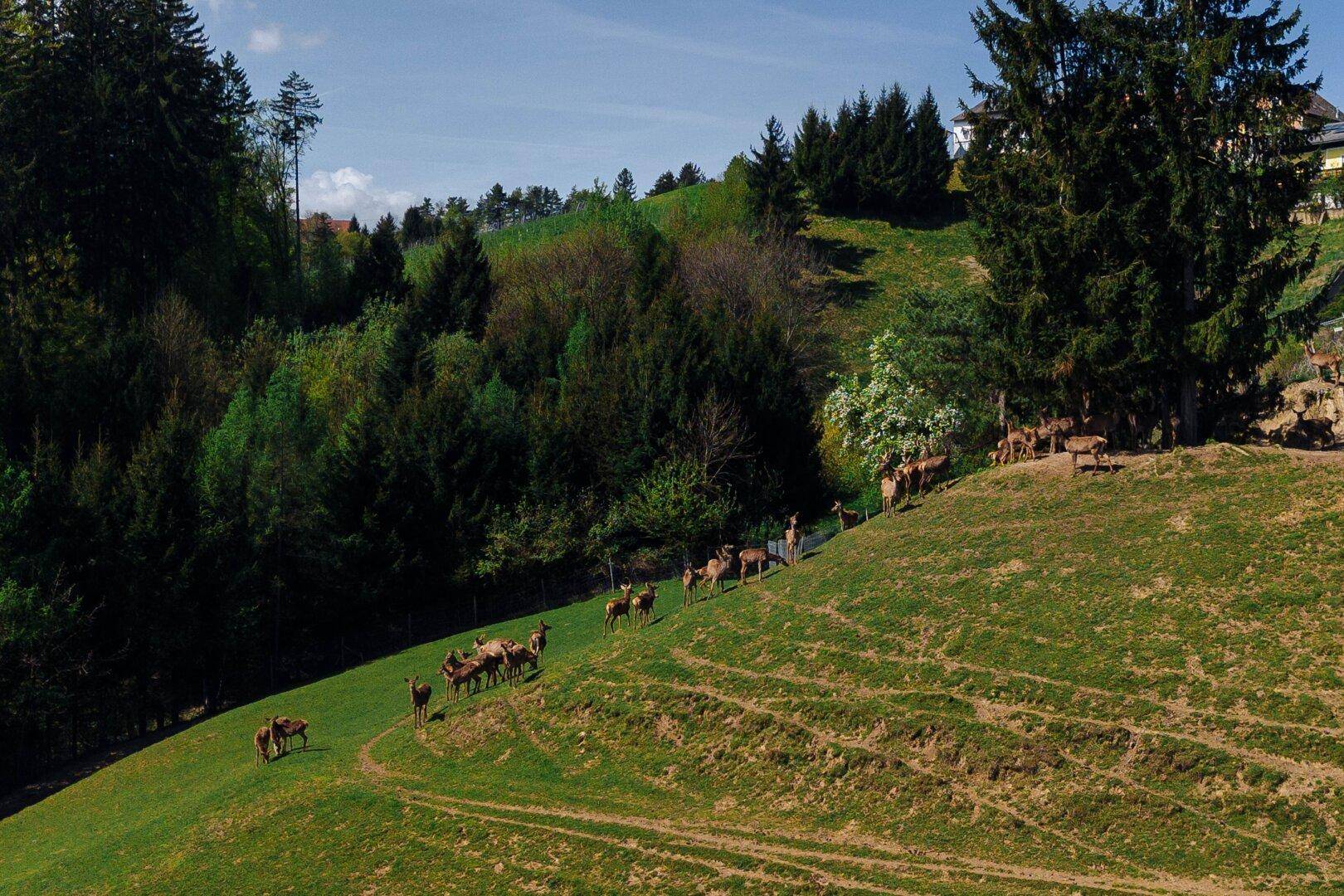 Grüne Hügellandschaft mit einer Herde Rehe, umgeben von dichten Wäldern unter blauem Himmel.