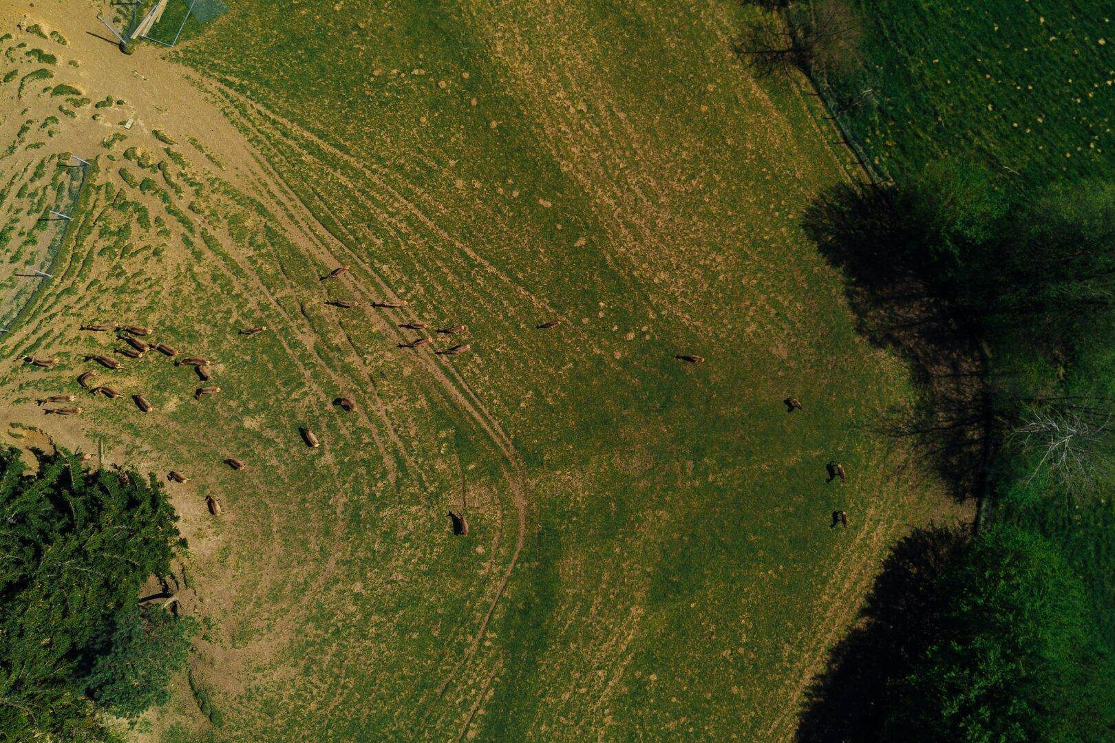 Blick von oben auf grüne Felder mit Spuren und einer Gruppe von Rehen.