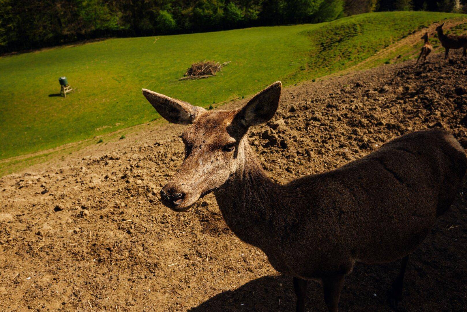 Nahaufnahme eines Rehs auf einem Feldweg mit einer grünen Wiese im Hintergrund.