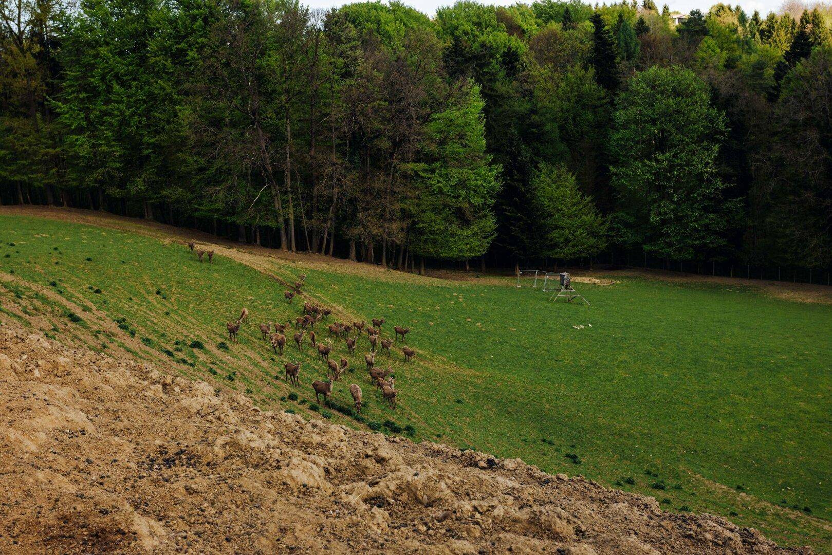 Grüne Hügellandschaft mit einer Herde Rehe und einer Person, die in der Ferne arbeitet.