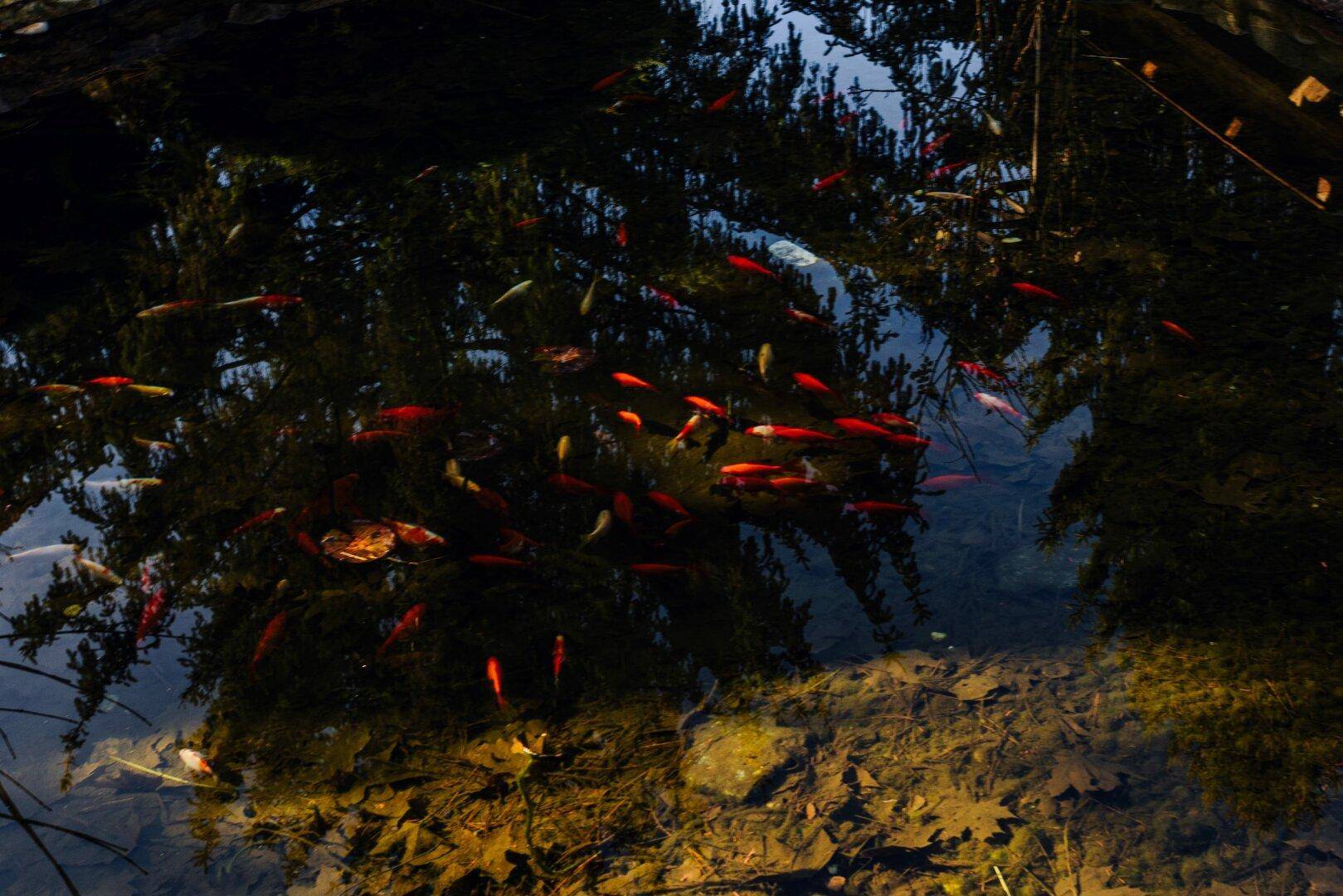 Nahaufnahme von roten Zierfischen, die im klaren Wasser des Gartenteichs schwimmen.