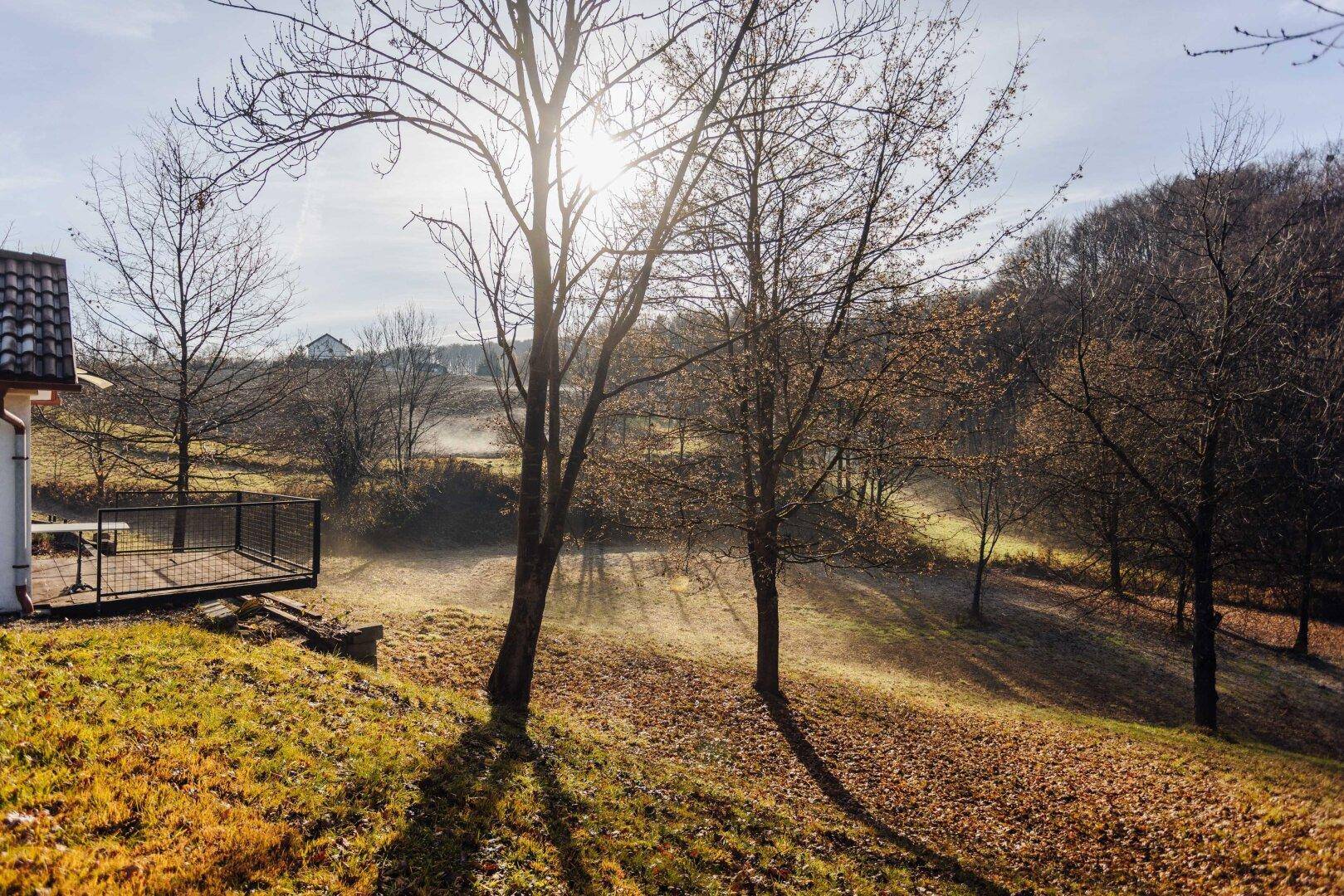 Sonnige Landschaft mit Bäumen und leichtem Nebel in der Ferne am Morgen.