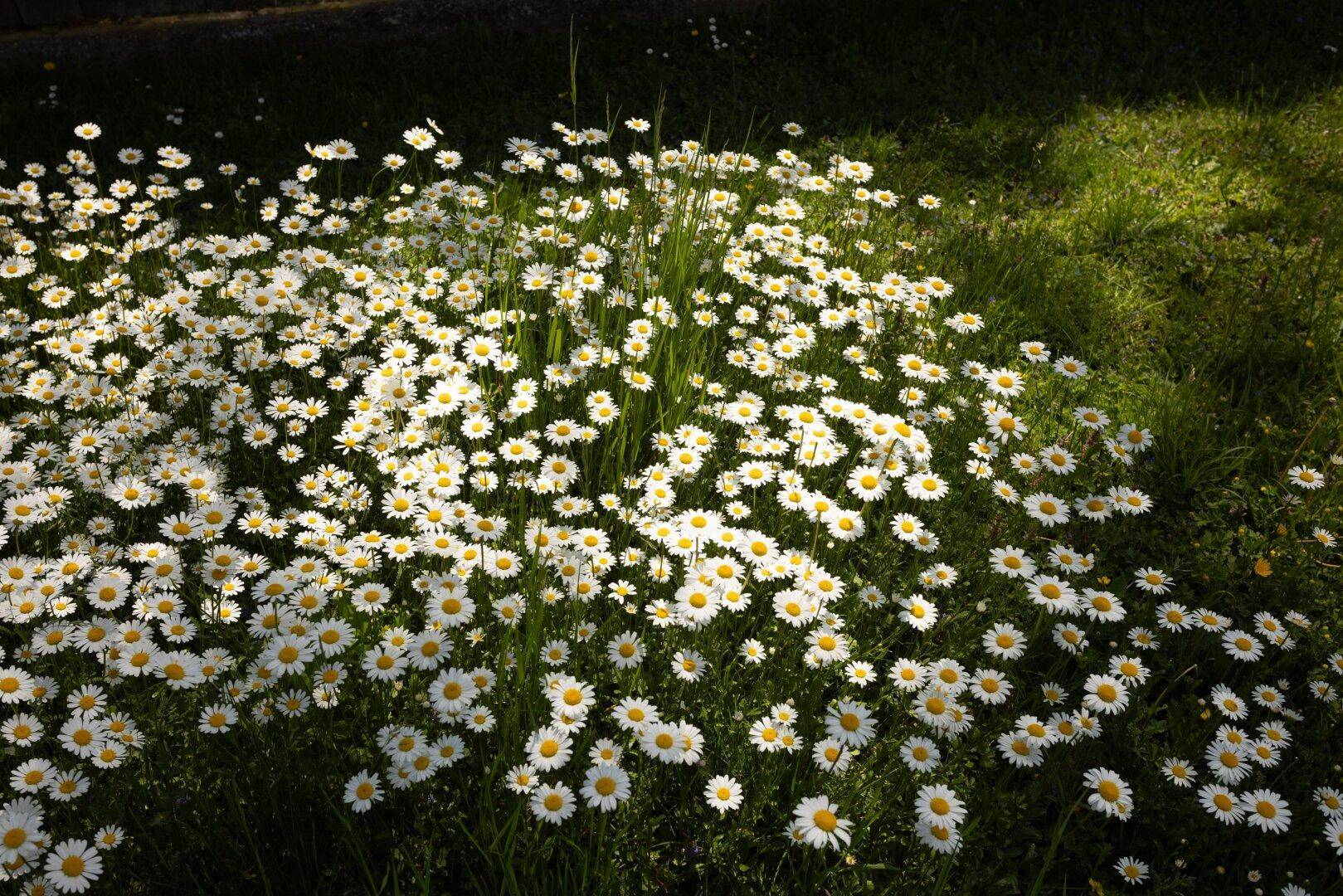 Nahaufnahme einer Wiese voller Gänseblümchen im Sonnenlicht.