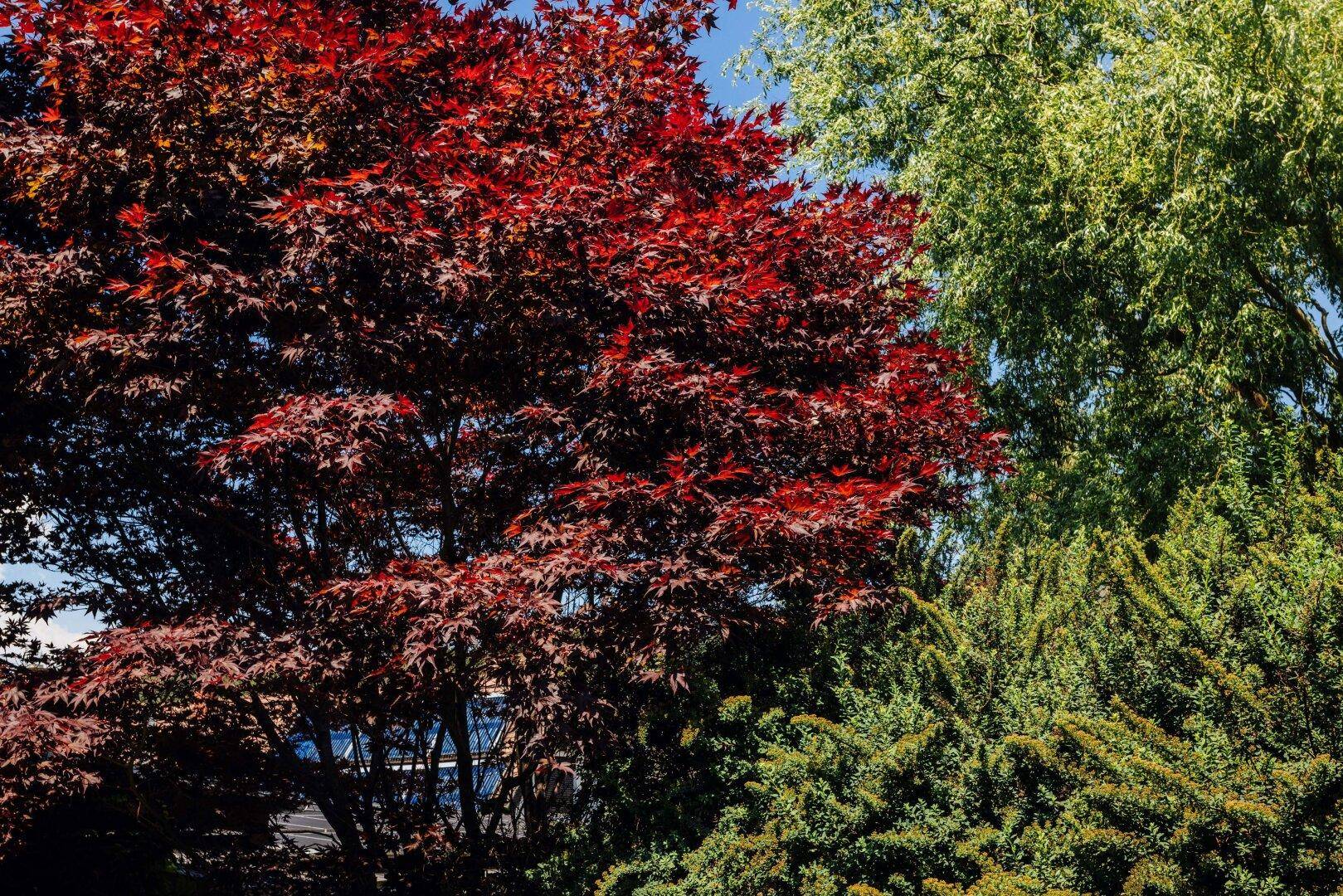 Nahaufnahme von Bäumen mit leuchtend roten und grünen Blättern unter blauem Himmel.