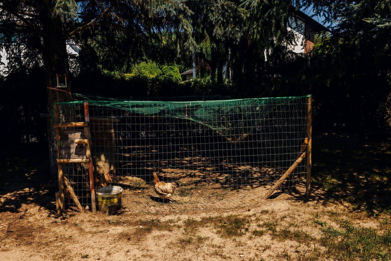 Hühnerstall im Garten mit einem Huhn, umgeben von einem Drahtzaun.