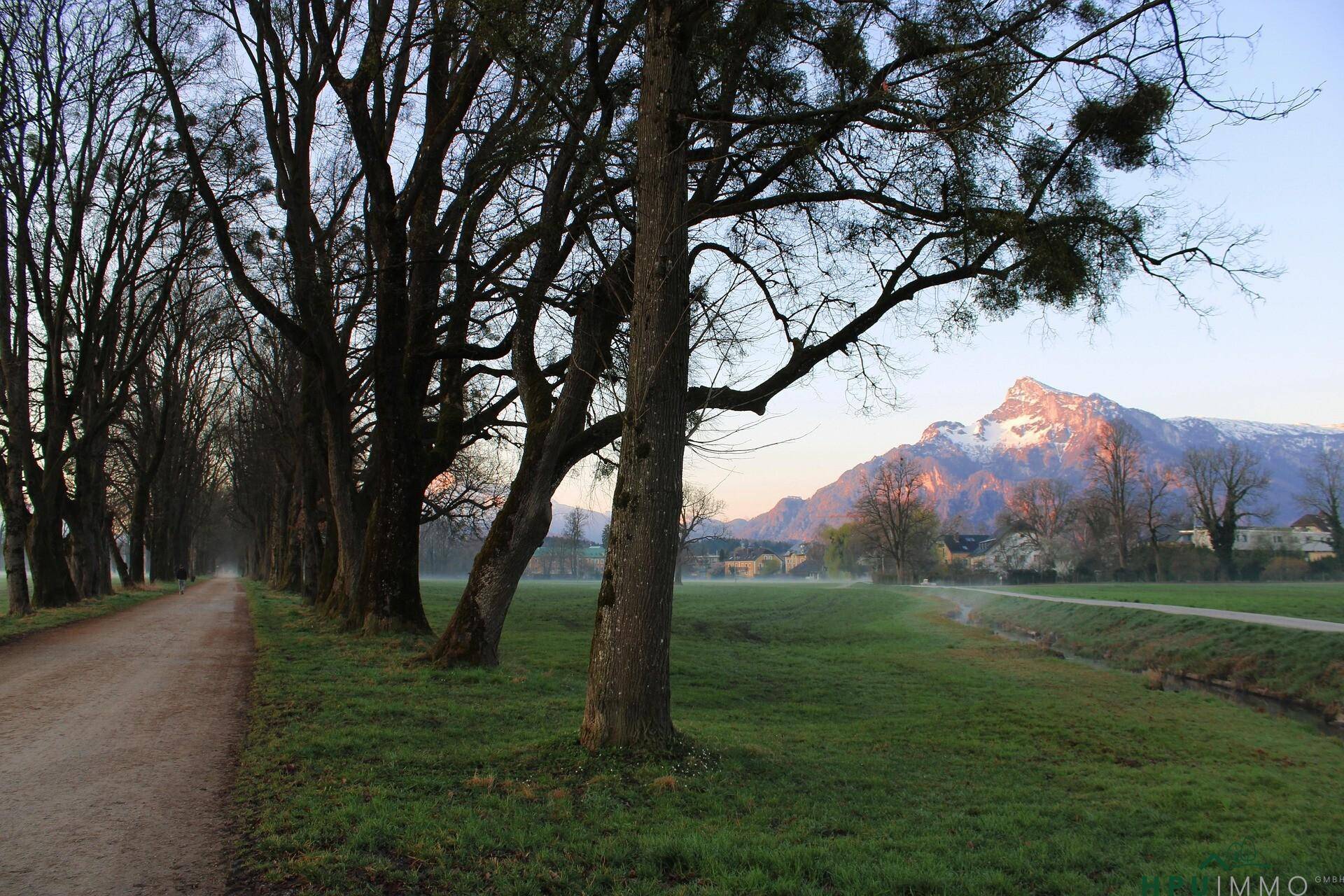 Allee mit kahlen Bäumen und einem malerischen Blick auf die schneebedeckten Berge im Morgenlicht.