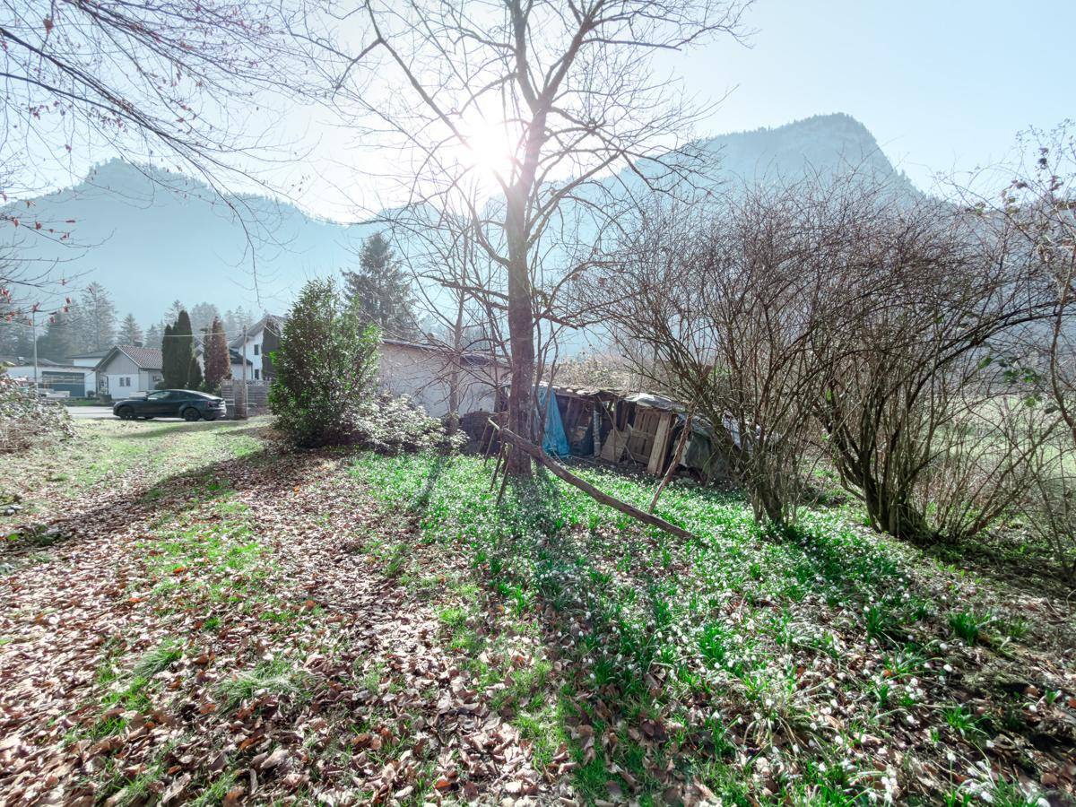 Naturbelassene Grünfläche mit Bäumen und sonnigem Blick auf die Bergkulisse.