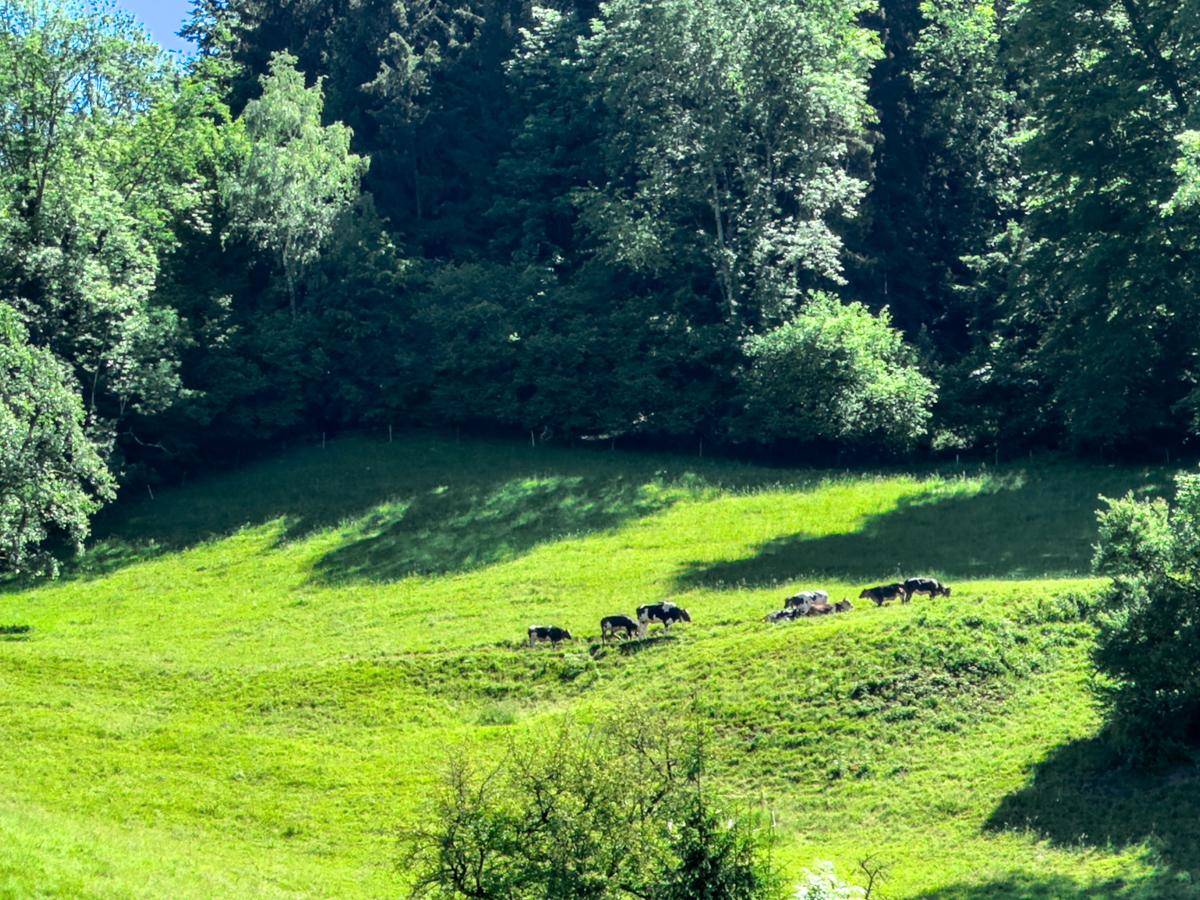 T3 202 Aussicht Kühe Balkon