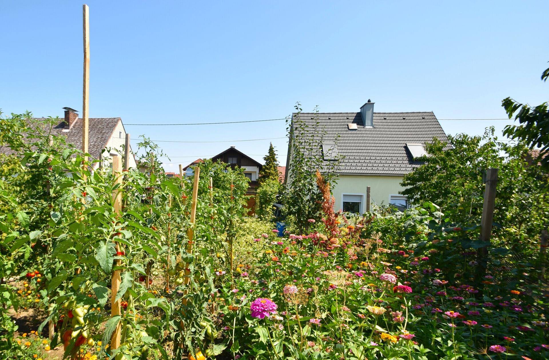 Nutzgarten mit Gemüsebeeten, Blumen und Blick auf das Wohnhaus.