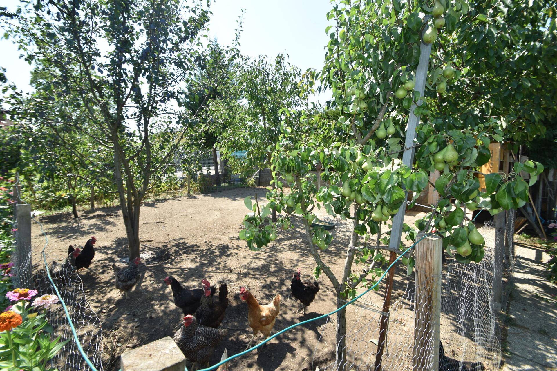 Großer Gartenbereich mit Obstbäumen und einem Hühnergehege.