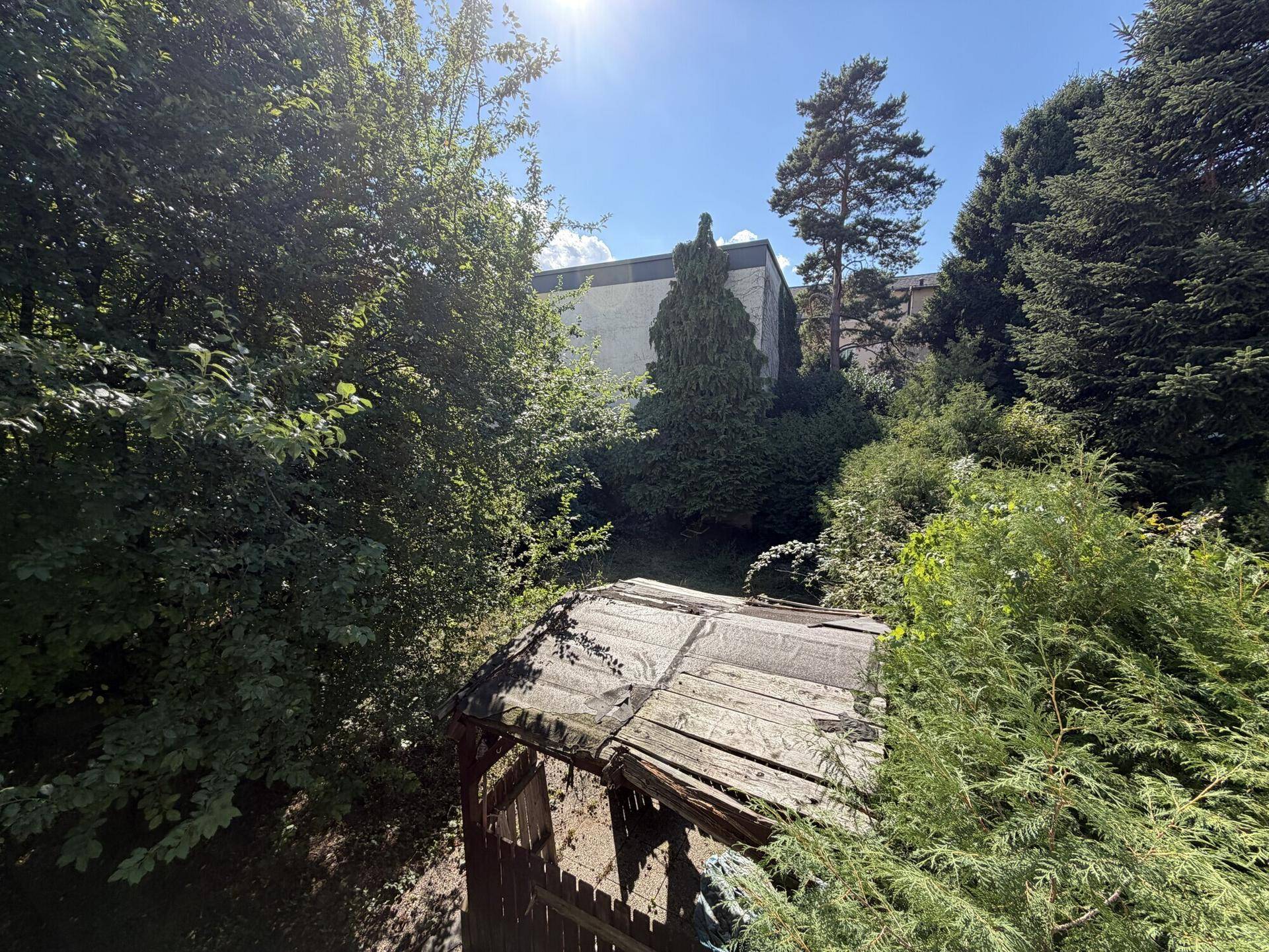 Sonniger Gartenbereich mit altem Schuppen und üppiger Vegetation unter blauem Himmel.