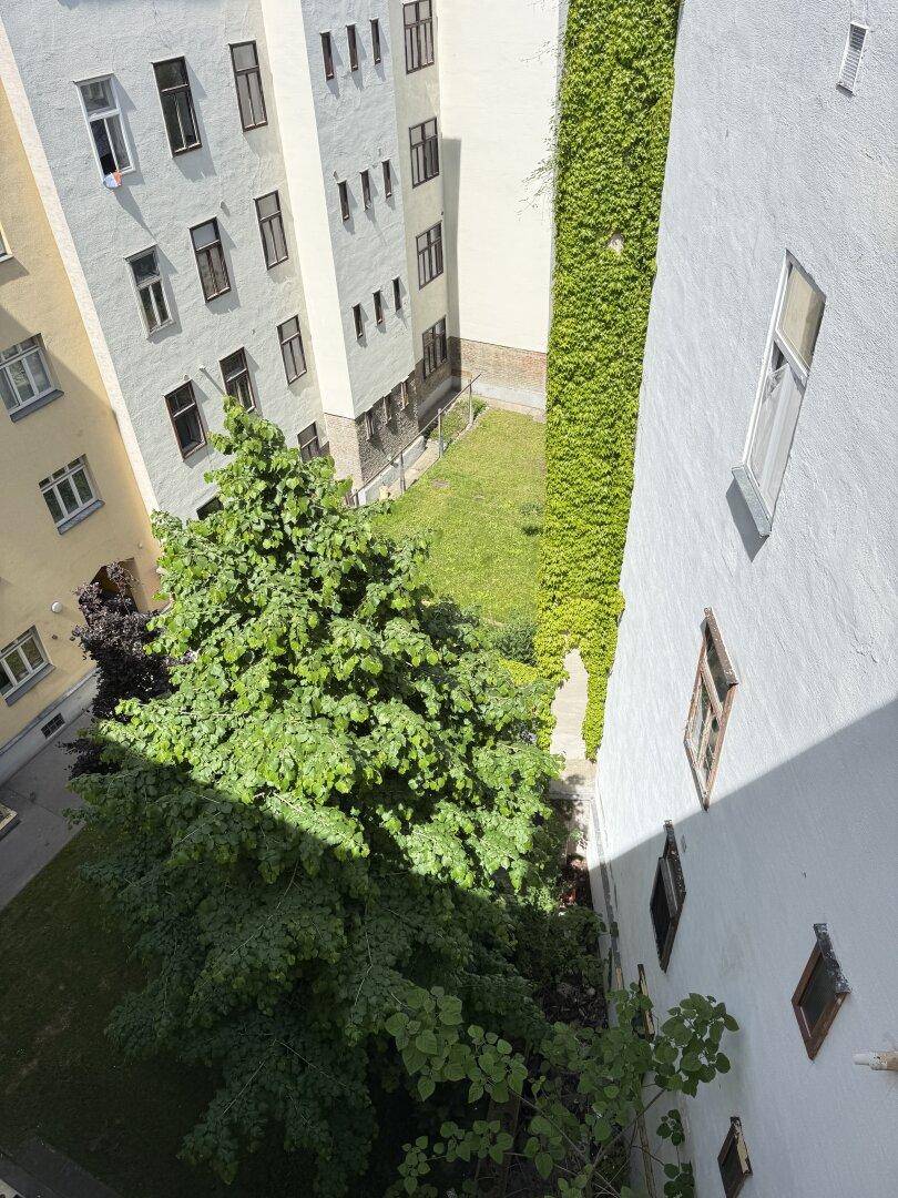 Detailansicht eines begrünten Innenhofs mit Bäumen und der Fassade eines Altbaus.